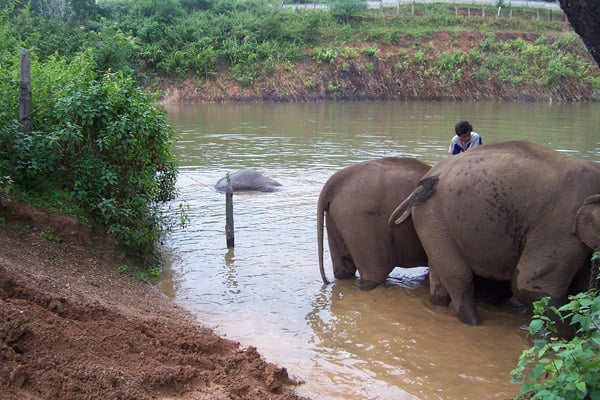 Elephant rescue project in Thailand