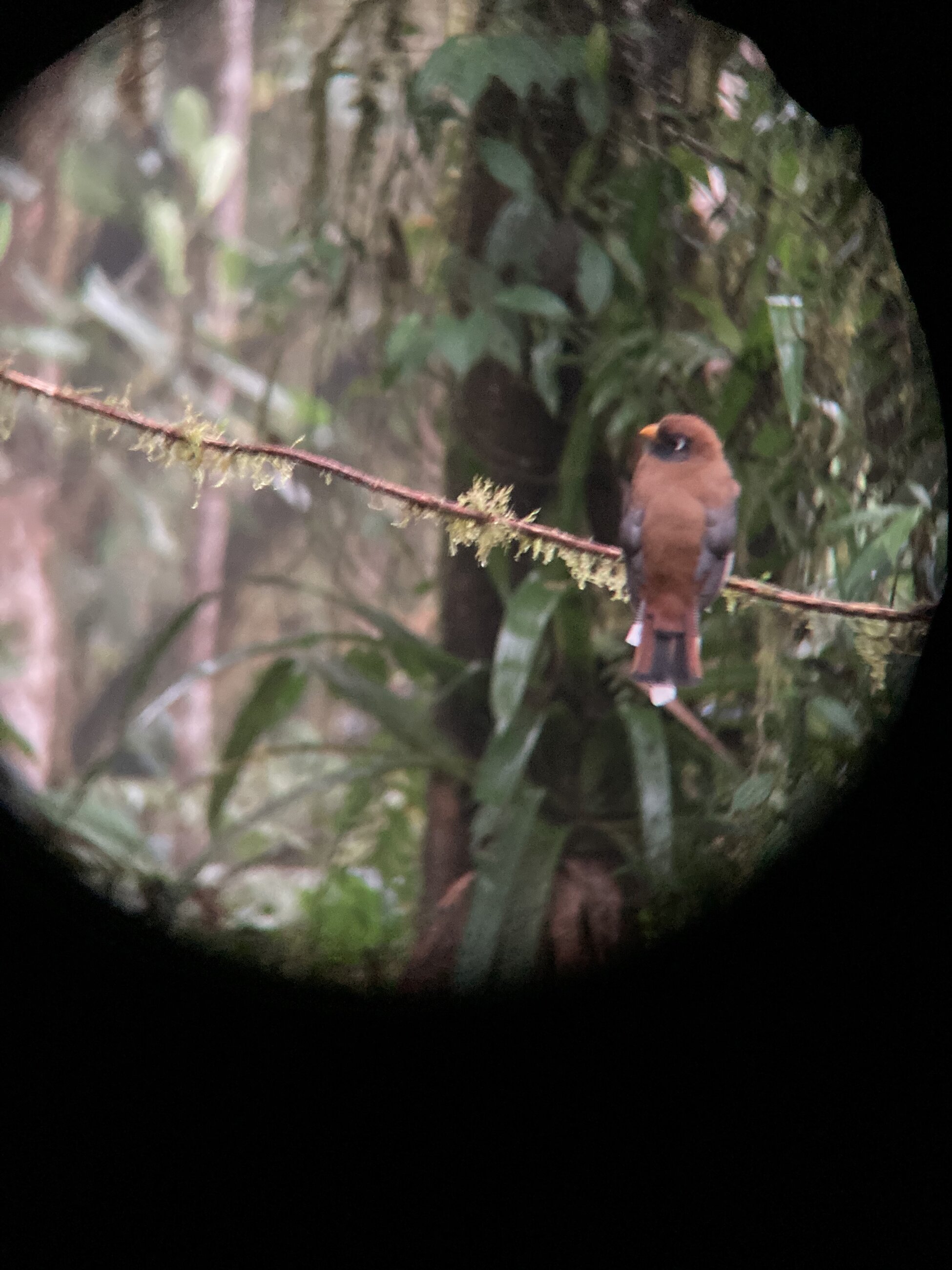 Masked Trogan at the Sachatamia Reserve near Mindo, Ecuador