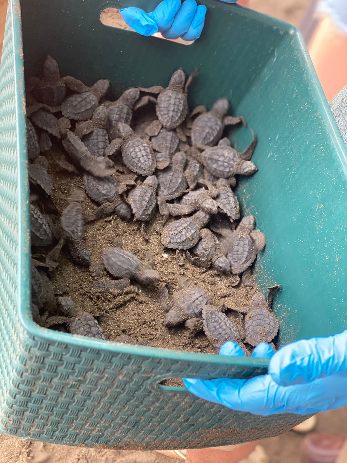 Baby Turtles on their way to Release