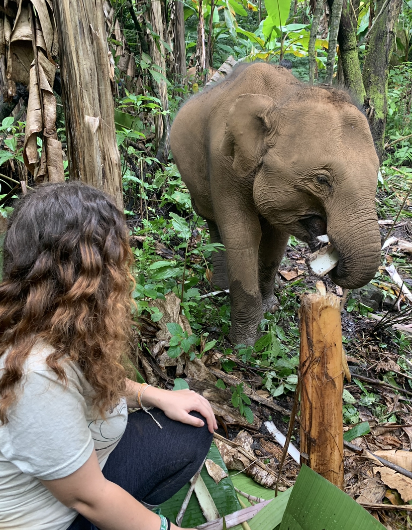 Hiking with Elephants