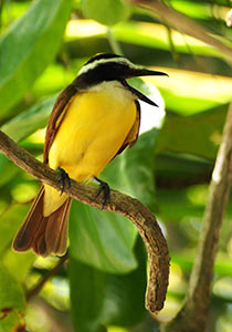 A Great Kiskadee (Flycatcher) on a branch of a jungle tree in Manuel Antonio; yo