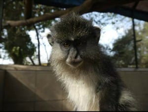 Local resident of the monkey rehabilitation center
