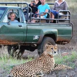 Cheetah resting close to safari jeep