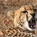 Cheetah roaring 