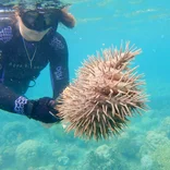 Student diving with coral in Fiji 