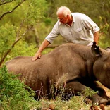 Man tending to an African Rhino.