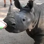 A rhino bottle feeding.