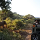 Elefant on Safari in Tanzania 
