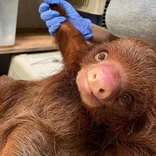 Sloth at the rescue shelter