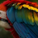 Colourful Ecuadorian parrot