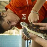 Volunteer working with green turtle Phang Nga