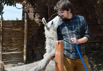 Volunteer with Llamas in Peru
