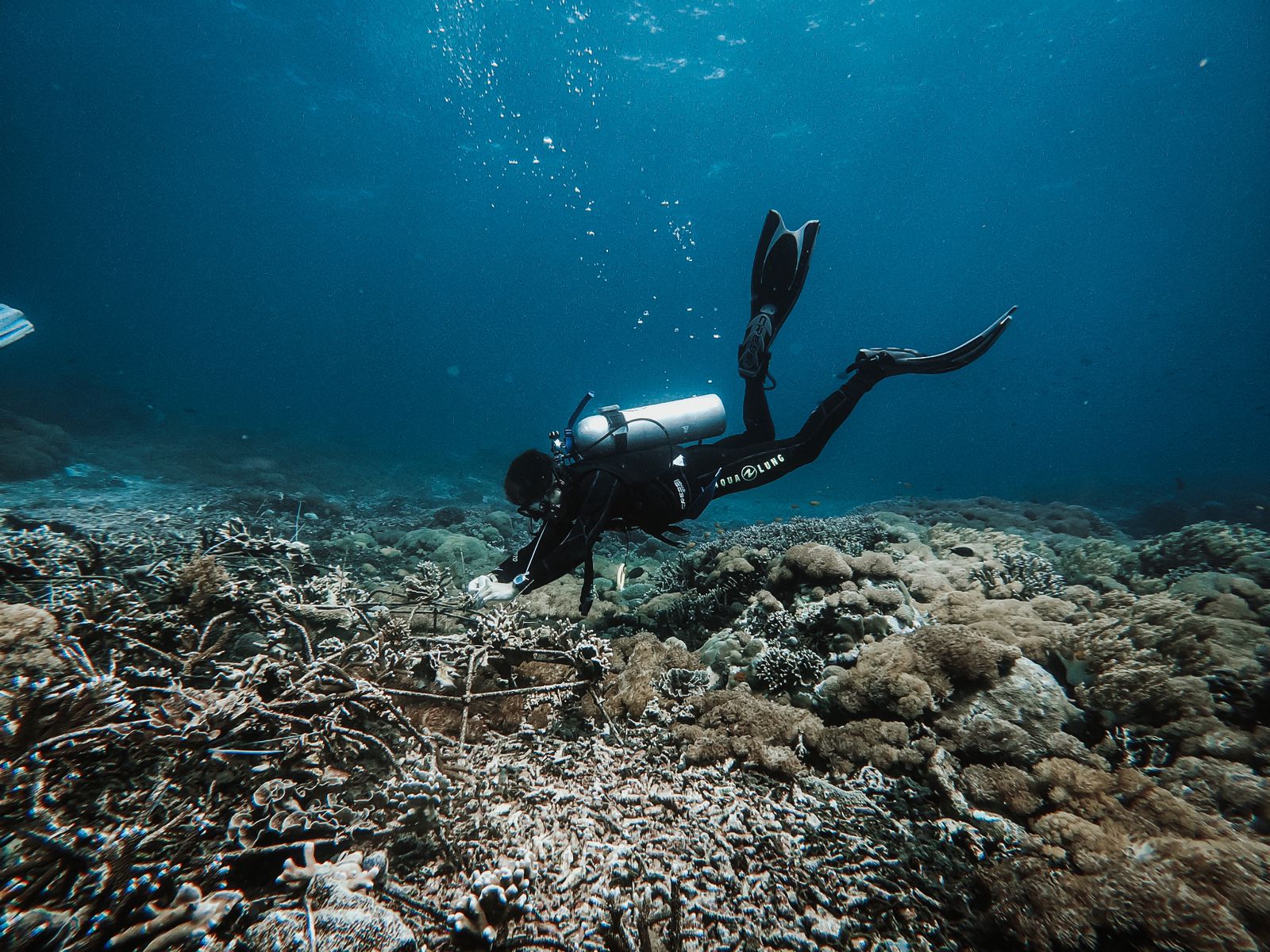 Divemaster & Marine Conservation Internship in Nusa Penida | Go Overseas