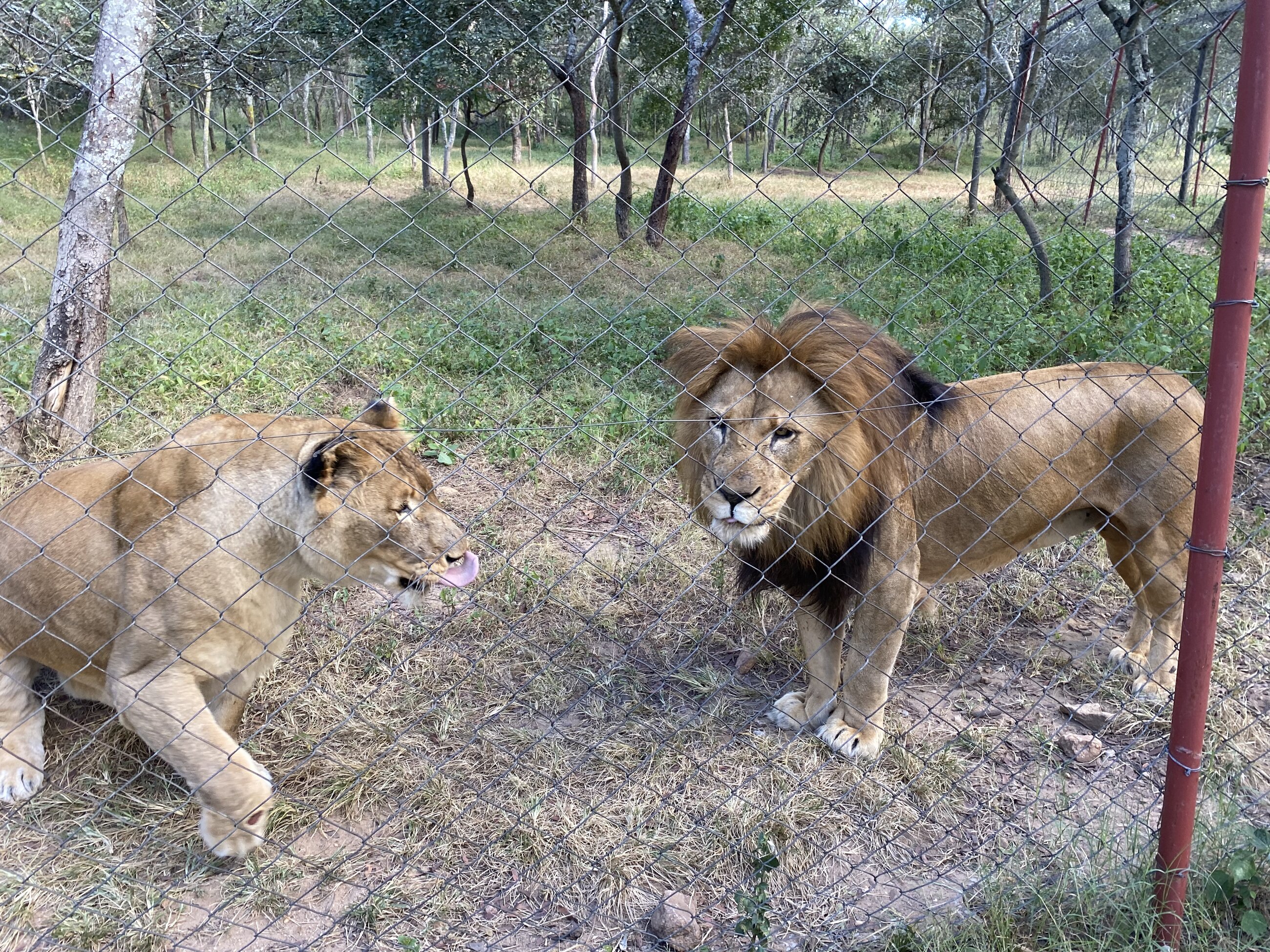 Shani and Shungu the lions