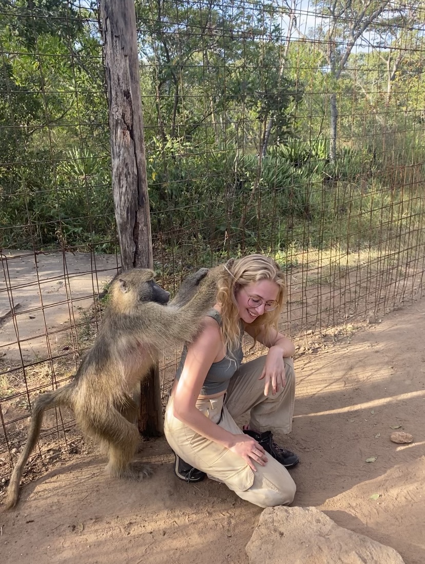 Violet the baboon grooming me