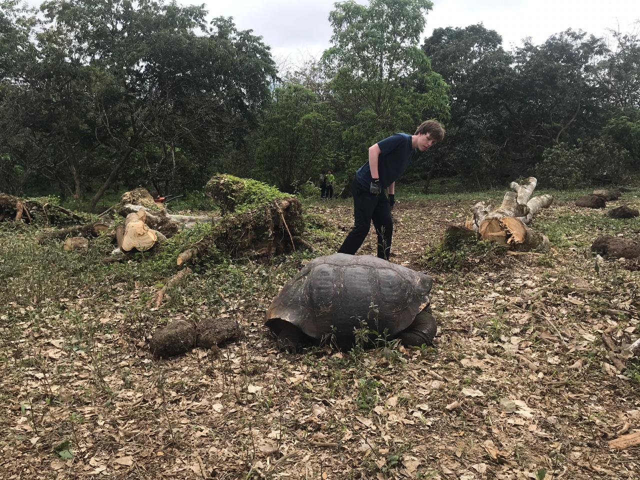 working around a giant tortoise