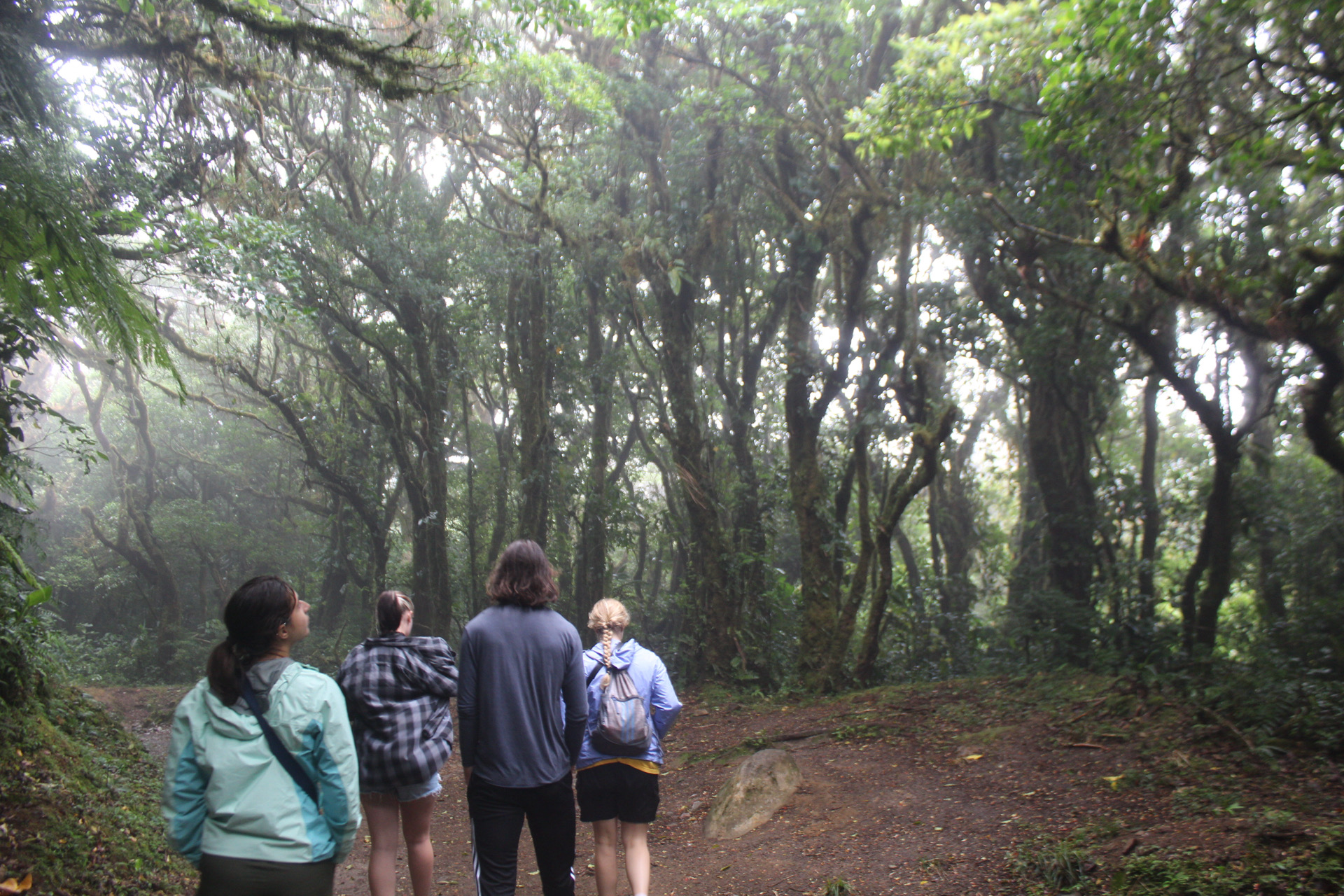 Walking through the Monteverde Cloud Forest Reserve