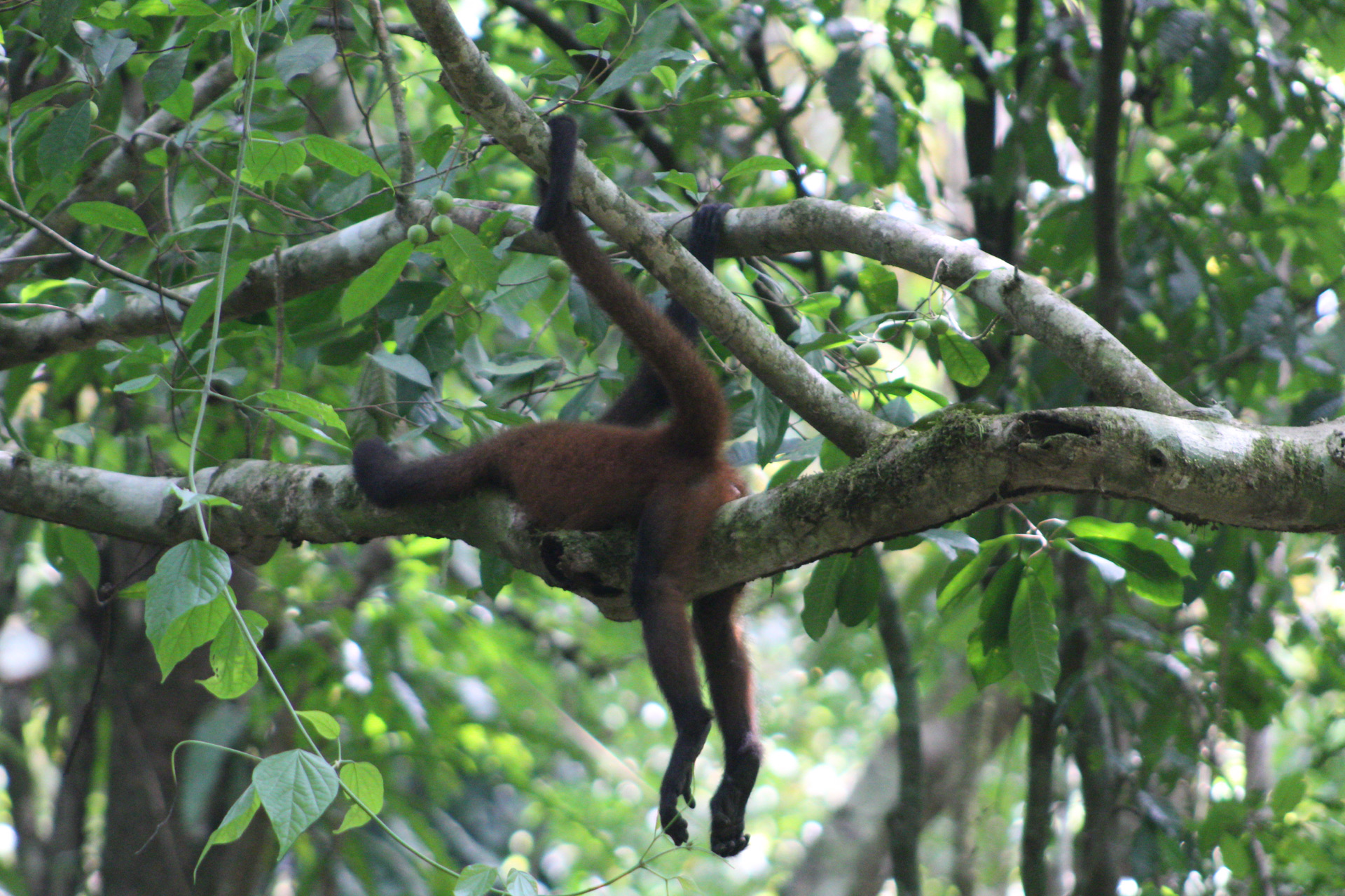 Spider Monkey taking a nap in Corcovado National Park on the Osa Peninsula, a rich biodiversity hotspot containing 5% of the world's biodiversity