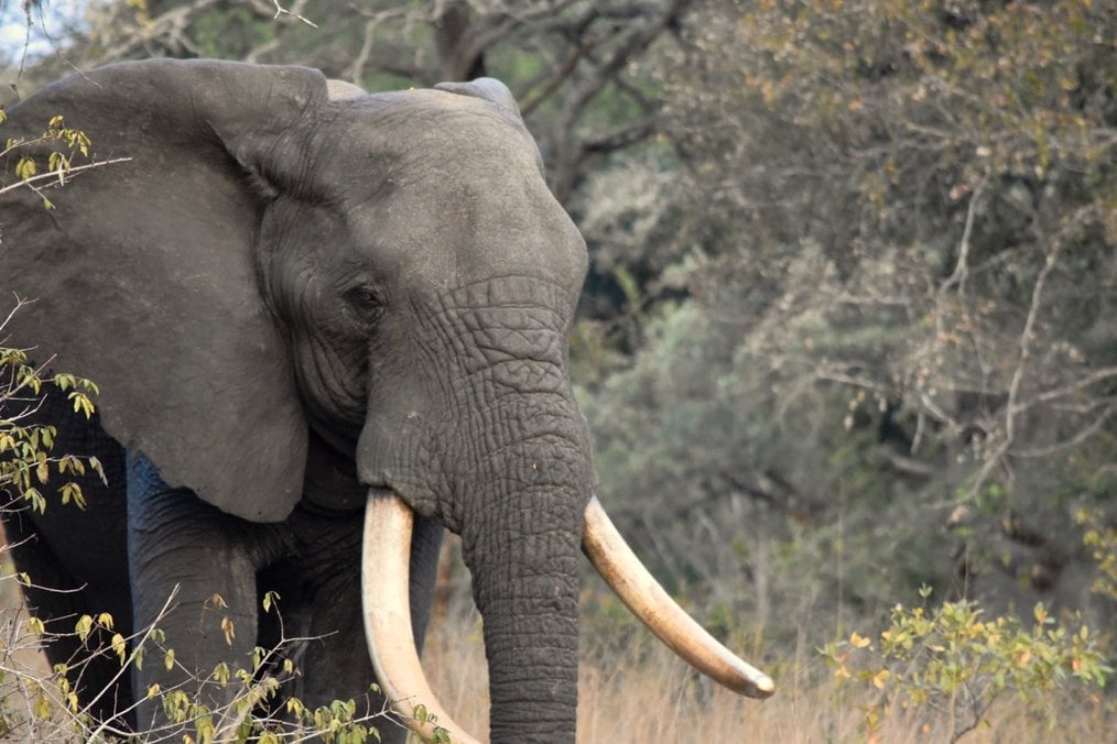 Endangered Wildlife Volunteer Programs in South Africa - Wildlife ACT ...