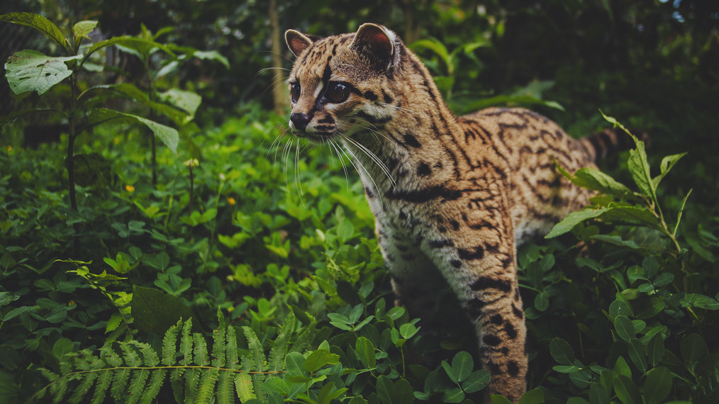 Wildlife Conservation Volunteering in Ecuador | Go Overseas