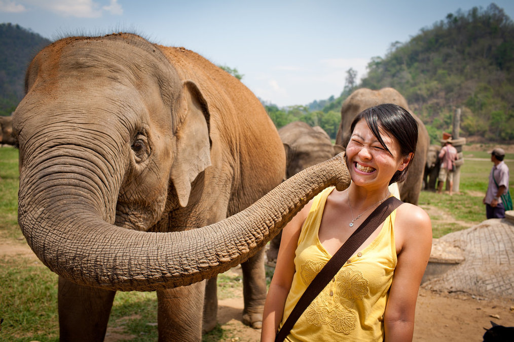 How to Volunteer at an Elephant Sanctuary in Thailand | Go Overseas