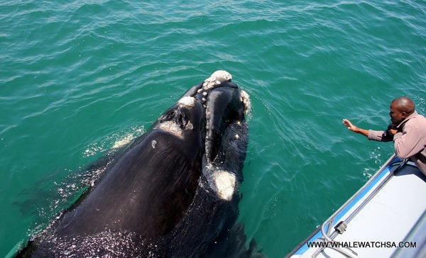 Dyer Island Cruises: Whale & Eco Tours | Go Overseas