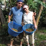 Coffee production in Costa Rica