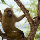 monkey in tree