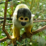 Rescued baby squirrel monkey at Peruvian Wildlife Shelter