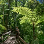 Walking through the forest