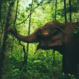 Elephant in the forest