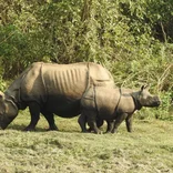 Rhinos in Chitwan National Park