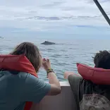 Whale watching in Costa Rica