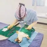 A veterinary student volunteer sterilising a cat