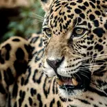 A resident Jaguar 