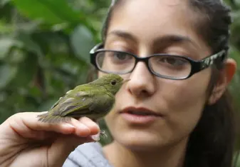 Intern is handling a bird in Peru's Amazon rainforest