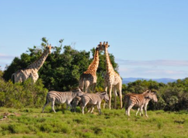 Game Reserve Volunteering with Gapforce 