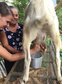 You can learn how to milk a Goat