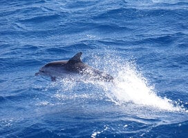 Dolphins