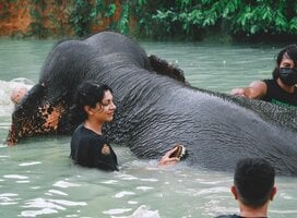 Premier TEFL paid Thailand internship woman washing elephant in water