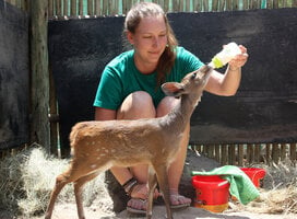 Volunteer feeding an antelope