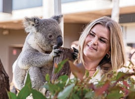 Koala at the Welcome to Australia Event