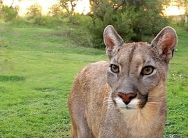 Puma Reserve