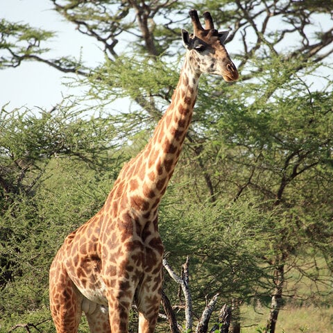 SFS Study Abroad: Wildlife Management In Tanzania | Go Overseas