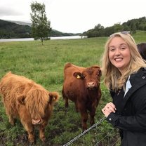 Cows in Scotland 
