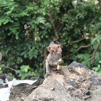 Monkey from Bang Saen 