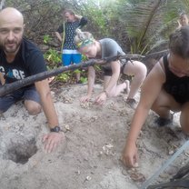 Turtle nest excavation