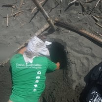 turtle nest research excavation
