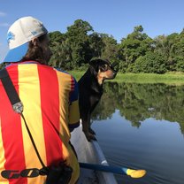 A canal survey with Rufous (short for 'black and rufous Central American dog')