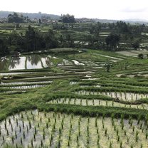 Rice field